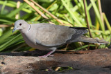 Eurasian Collared-Dove #3970