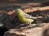 Lesser Goldfinch #4325