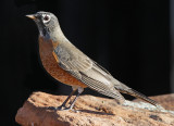 American Robin #4175