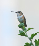 Rufous Hummingbird (0532).jpg