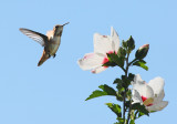 Rufous Hummingbird (0596).jpg