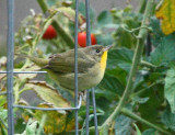 Common Yellowthroat (Female) (6448)