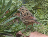 Lincoln's Sparrow (6739)