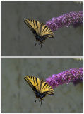 TwoTailedSwallowtail2.jpg