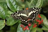 Citrus Swallowtail (0403)