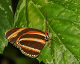 Banded Orange Butterfly (0455)