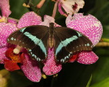 Blue Banded Swallowtail (0502)