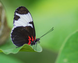 Sapho Butterfly (0564)