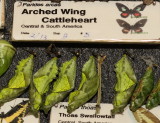 Arched Wing Cattleheart Chrysalis (0592)