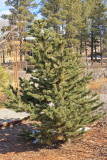 Bristlecone Pine #110 (0717)
