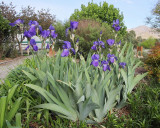 Blue Fragrant Bearded Iris #743 (6824)