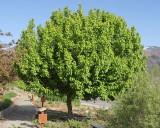 Ussurian Pear #101 (6836)