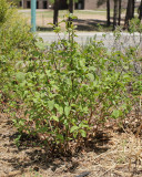 Red Osier Dogwood #423 (7398)