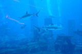 Dubai Atlantis aquarium.jpg