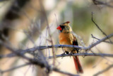 Young Cardinal on Branch.jpg
