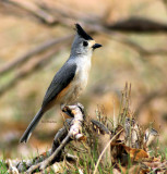 black crested titmouse