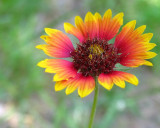 Indian Blanket.jpg