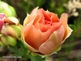 Desert Rose sds.jpg