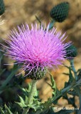 Purple Thistle sds.jpg