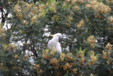 26 october Cockatoo in Wattle tree