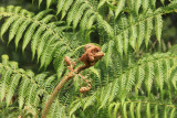3 January Fern with young fern frond