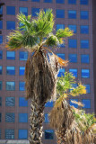 Palmtree and Skyscraper