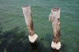 17 February Dolphins at Mordialloc