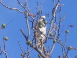 6 march Cockatoo in Walnut tree
