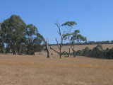 9 March the dry country side at the Mornington Peninsular