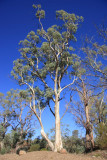 River Red Gum