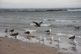 15 may Albatros, Petrel and Seagulls