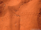 Snake tracks in the sand
