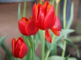 3 red tulips