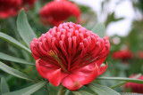 11 Waratah