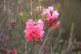 14 Hot Pink