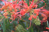 16 Grevillea Banksii