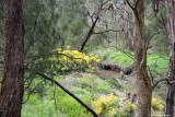 Wattle landscape