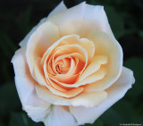 25 Diamond Jubilee Rose