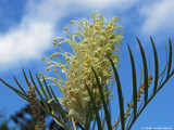 28 Grevillia Moonlight