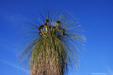 Xanthorrhoea preissii