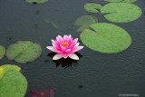 14 Water lily with raindrops