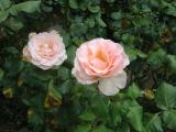 Margaret Roses 1