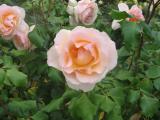 Margaret Roses 3