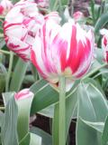 tulips the nice2