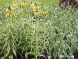 tulip13.jpg