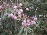 21 june Gum seed pods