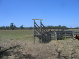 Peadocks in Pakenham