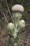 Honneymoon Island Thistle