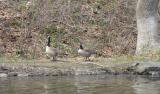 Kayaking  Musconetcong River 