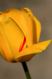 red on yellow 1.jpg